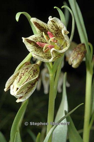 fritillaria purdii 1 graphic